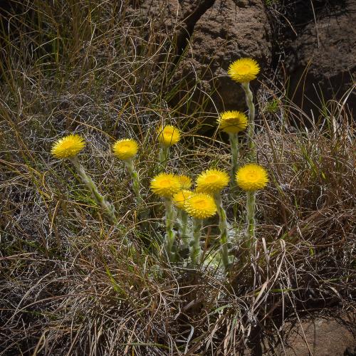 Helichrysum aureum