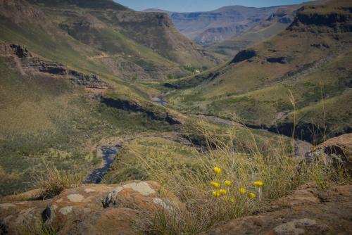 Helichrysum aureum with view towards Gateshead