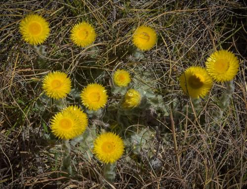 Helichrysum aureum