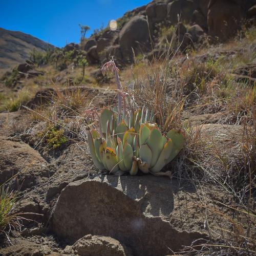 Cotyledon orbiculata