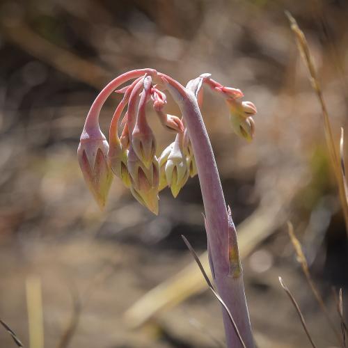 Cotyledon orbiculata