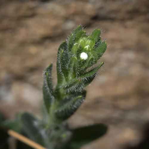 Lithospermum papilosum