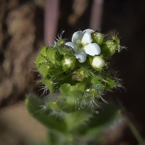 Lithospermum papilosum