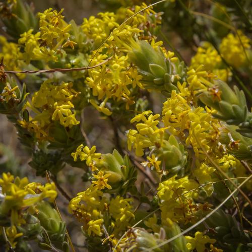 Gnidia polyantha