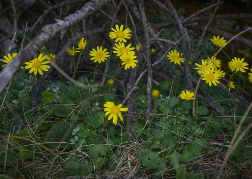 Cineraria mollis