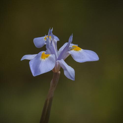 Moraea stricta