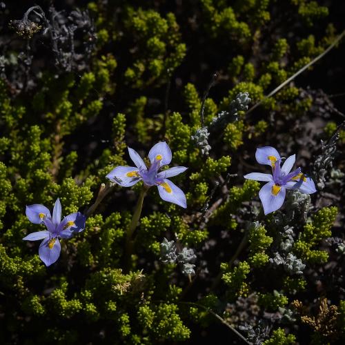 Moraea stricta