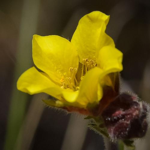 Geum capense